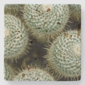 Mammillaria hahniana steinuntersetzer (Vorderseite)