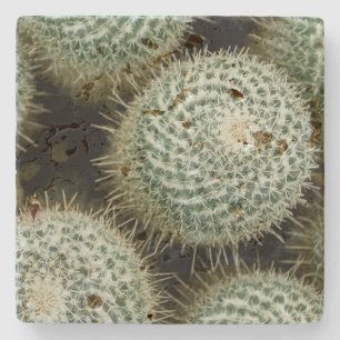 Mammillaria hahniana steinuntersetzer
