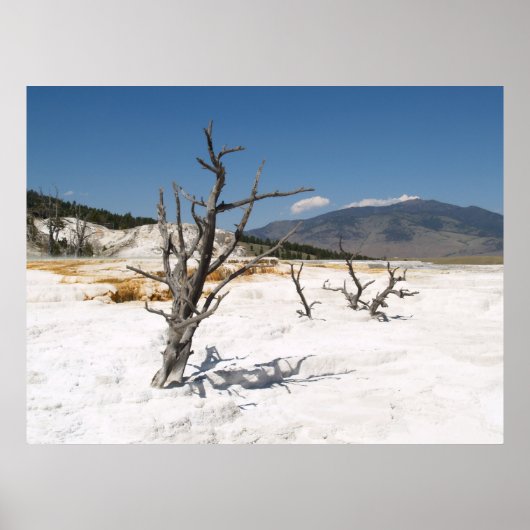 Mammoth Hot Springs Hauptterrasse Poster (Vorne)