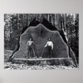 MAMMOTH SEQUOIA c. 1878 Poster (Vorne)