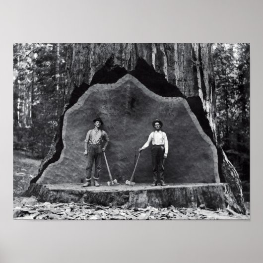 MAMMOTH SEQUOIA c. 1878 Poster (Vorne)
