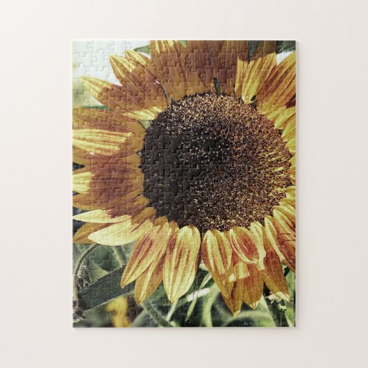 Mammoth Sonnenblumenfotografie Puzzle (Vertikal)