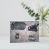 MAMMOTH TEETH (2) POSTKARTE (Stehend Vorderseite)