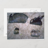 MAMMOTH TEETH (2) POSTKARTE (Vorne/Hinten)