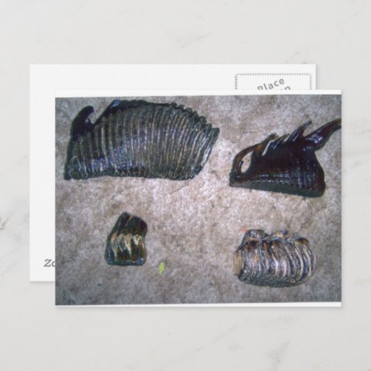 MAMMOTH TEETH (2) POSTKARTE (Vorne/Hinten)