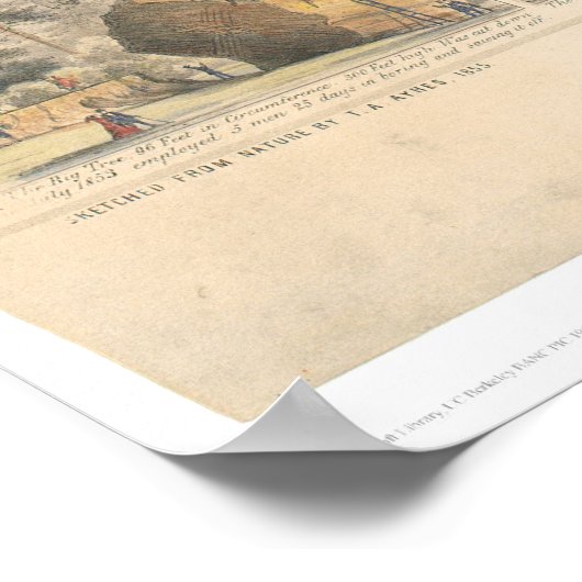 Mammoth Tree Grove (0976A) Poster (Ecke)