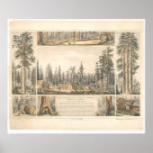 Mammoth Tree Grove (0976A) Poster (Vorne)