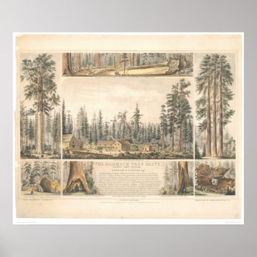 Mammoth Tree Grove (0976A) Poster (Vorne)