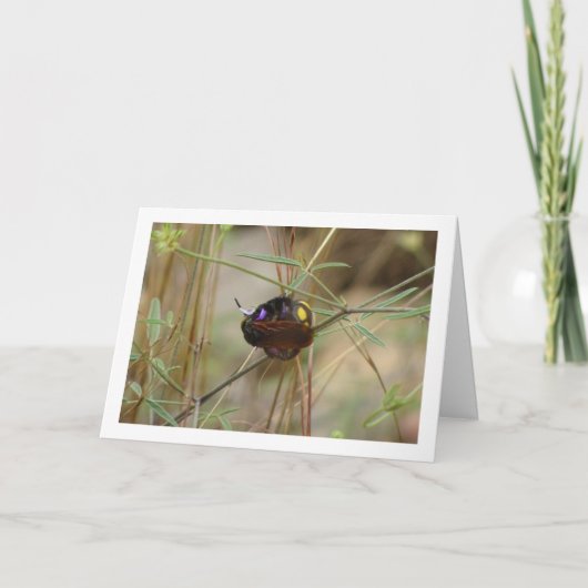 Mammoth wasp - Megascolia maculata Card Karte (Vorderseite)