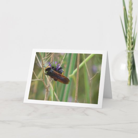 Mammoth wasp - Megascolia maculata Card Karte (Vorderseite)