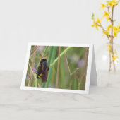 Mammoth wasp - Megascolia maculata Card Karte (Gelbe Blume)