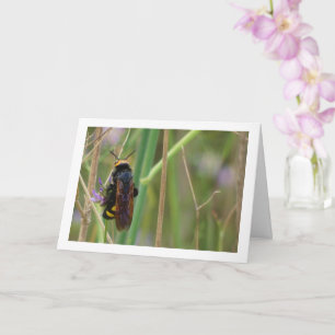 Mammoth wasp - Megascolia maculata Card Karte