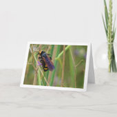 Mammoth wasp - Megascolia maculata Card Karte (Vorderseite)