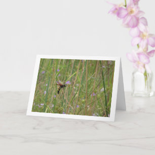 Mammoth wasp - Megascolia maculata Karte