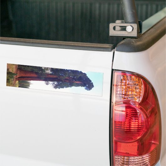 Mammutbaum Autoaufkleber (Auf Lkw)