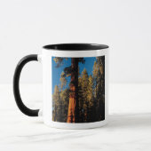 Mammutbaum-Nationalpark, Kalifornien 2 Tasse (Links)