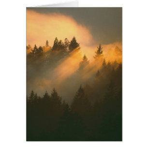 Mammutbäume im Küstennebel, Marin County,
