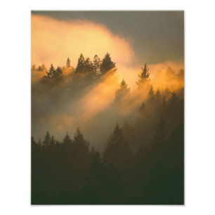 Mammutbäume im Küstennebel, Marin County, Fotodruck