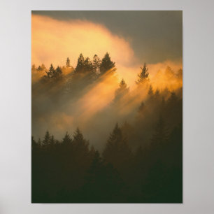 Mammutbäume im Küstennebel, Marin County, Poster