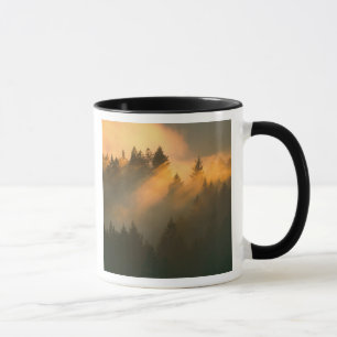 Mammutbäume im Küstennebel, Marin County, Tasse