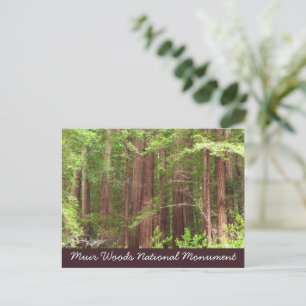 Mammutbäume im Muir Woods National Monument Postkarte