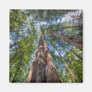 Mammutbäume   Marin County, Kalifornien Magnet