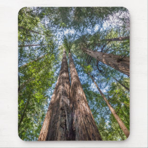 Mammutbäume Marin County, Kalifornien Mousepad