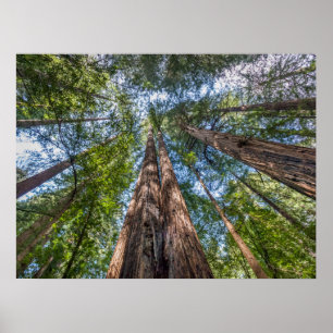 Mammutbäume   Marin County, Kalifornien Poster