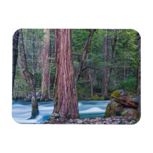 Mammutbäume & Merced River Yosemite National Park, Magnet