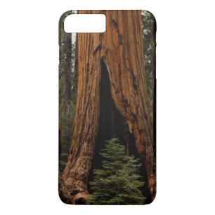 Mammutbäume, Sequoia-Nationalpark. Case-Mate iPhone Hülle