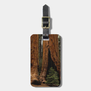 Mammutbäume, Sequoia-Nationalpark. Gepäckanhänger