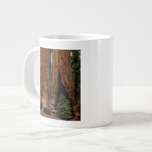 Mammutbäume, Sequoia-Nationalpark. Jumbo-Tasse