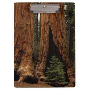 Mammutbäume, Sequoia-Nationalpark. Klemmbrett