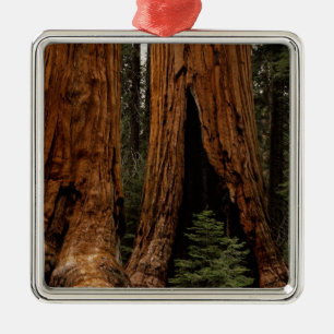 Mammutbäume, Sequoia-Nationalpark. Ornament Aus Metall