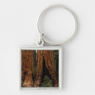 Mammutbäume, Sequoia-Nationalpark. Schlüsselanhänger