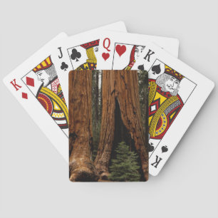 Mammutbäume, Sequoia-Nationalpark. Spielkarten