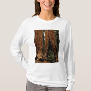 Mammutbäume, Sequoia-Nationalpark. T-Shirt