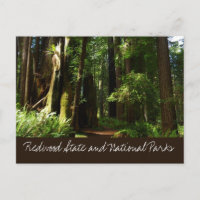 Mammutbäume und Farne im Redwood National Park