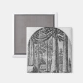 Mammutbaumhain im Tal des Magnet (Vorderseite/Rückseite)