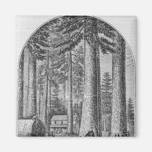 Mammutbaumhain im Tal des Magnet (Vorne)