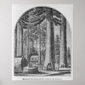 Mammutbaumhain im Tal des Poster (Vorne)