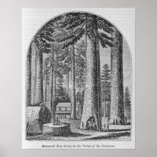 Mammutbaumwaldung im Tal von Poster