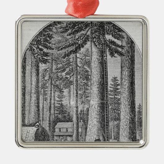 Mammutbaumwaldung im Tal von Silbernes Ornament (Vorne)