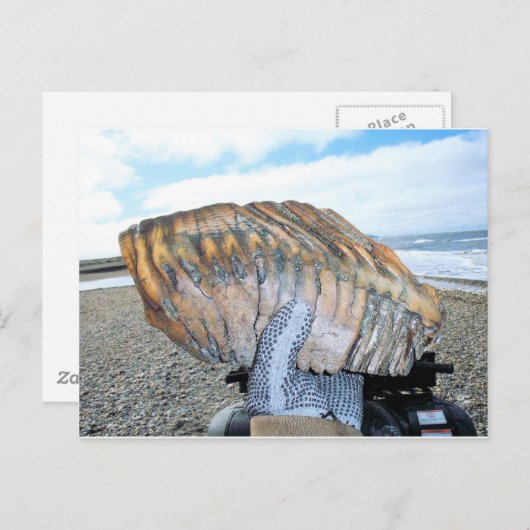 Mammutzahn in Alaska 09 Postkarte (Vorne/Hinten)