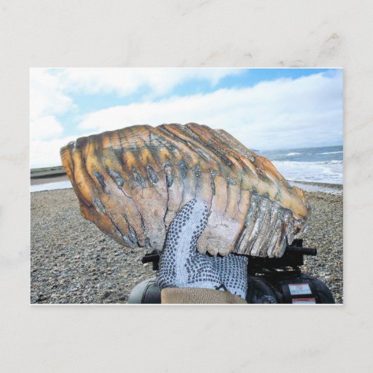 Mammutzahn in Alaska 09 Postkarte (Vorderseite)