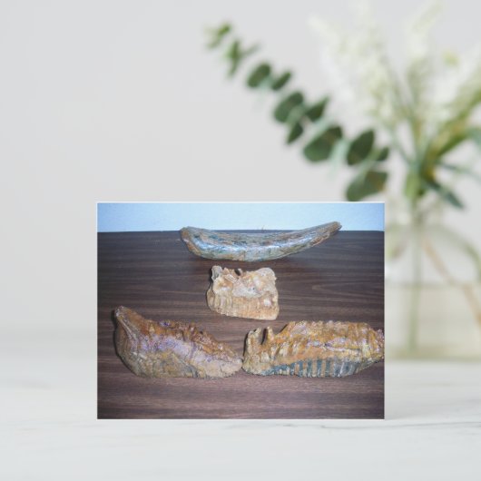 Mammutzähne Stoßspitze Postkarte (Stehend Vorderseite)