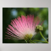 Mamosa Poster (Vorne)