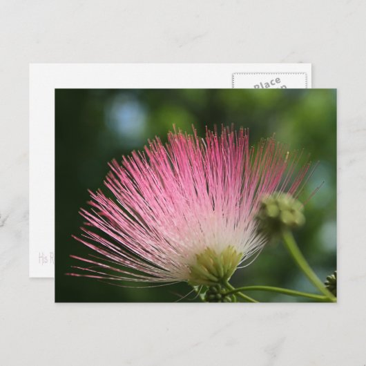 Mamosa Postkarte (Vorne/Hinten)