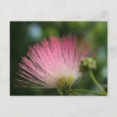 Mamosa Postkarte (Vorderseite)