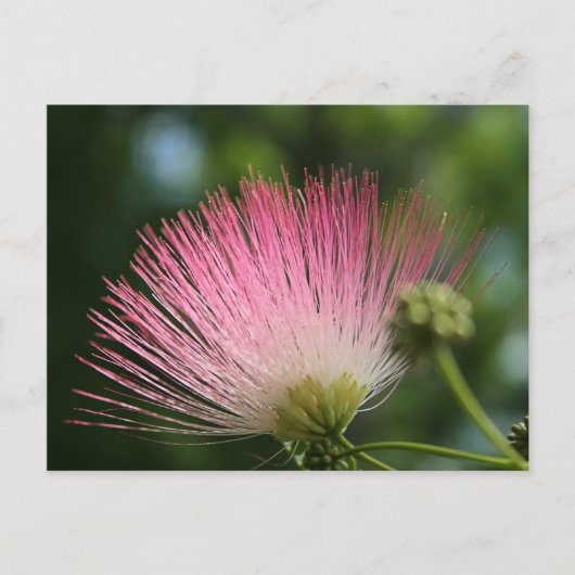 Mamosa Postkarte (Vorderseite)